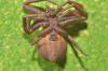 Xysticus emertoni